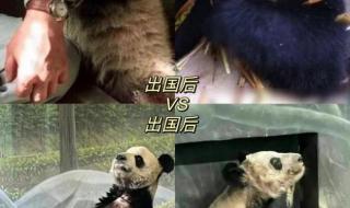 旅美熊猫丫丫要回来了